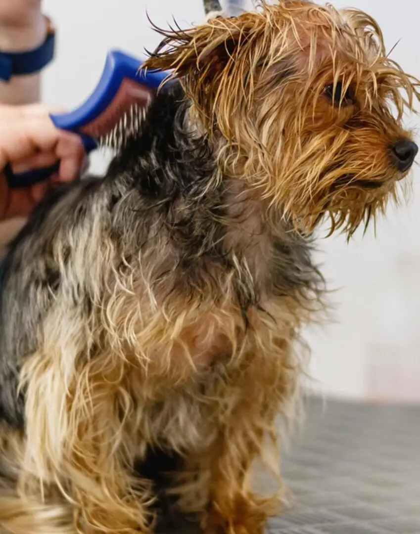 A dog getting his hair brushed by someone