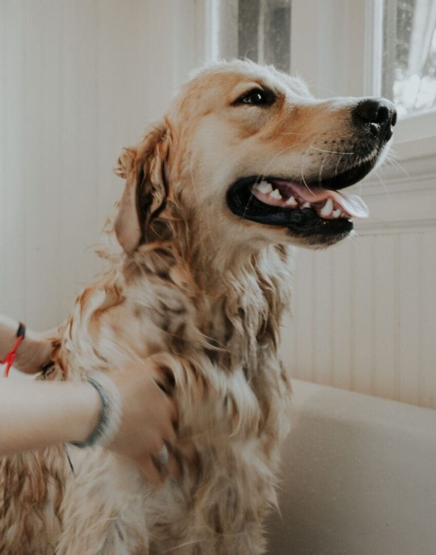 A dog getting his hair brushed by someone