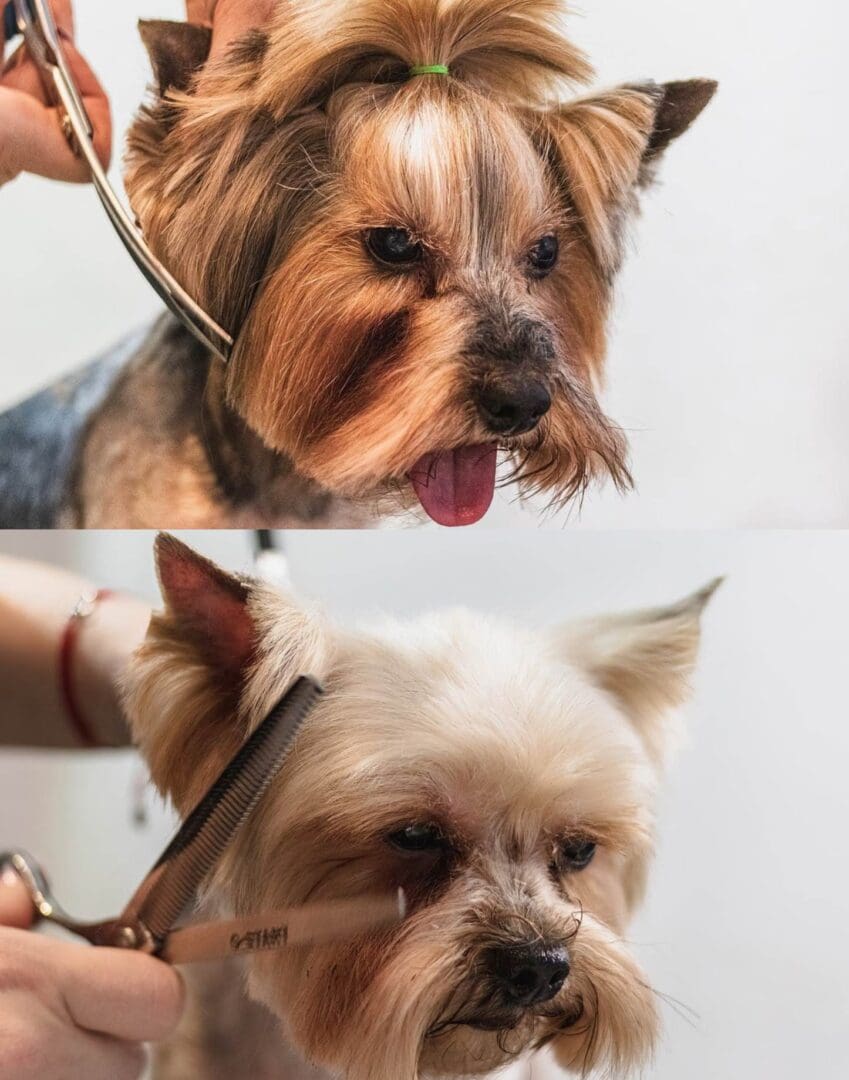 A dog getting his hair cut by someone