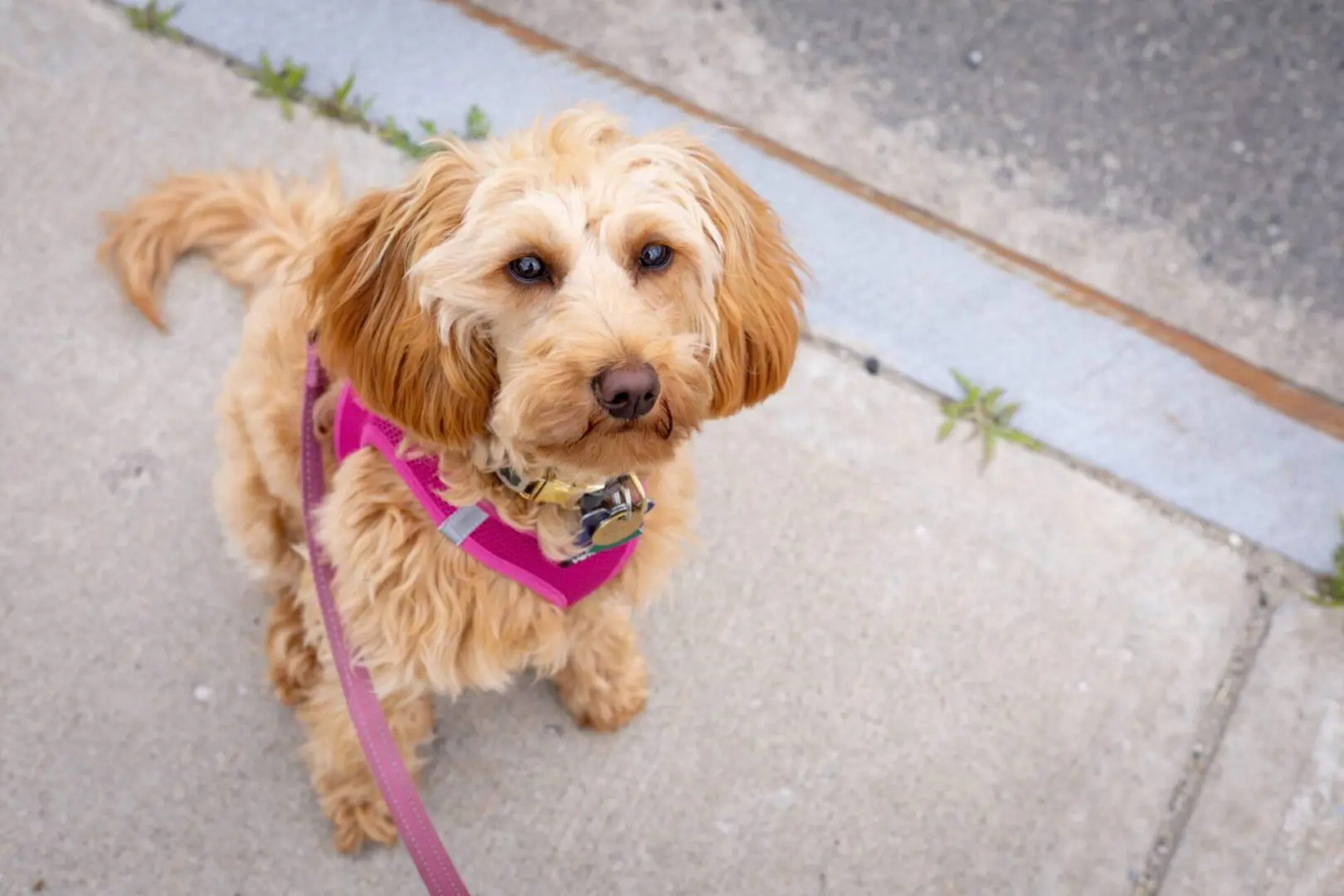 A dog with a pink leash on the sidewalk.