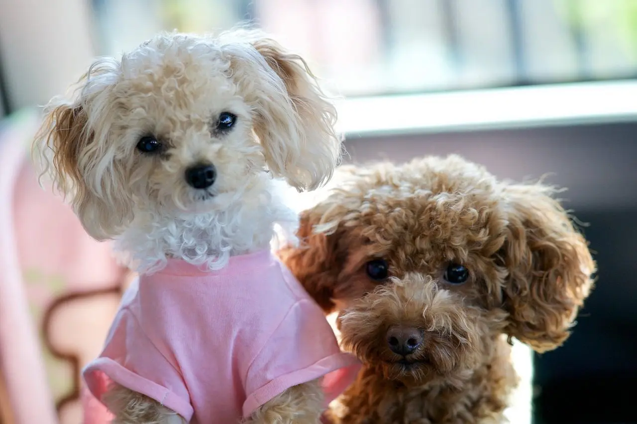 Two small dogs wearing pink shirts and one is a poodle.