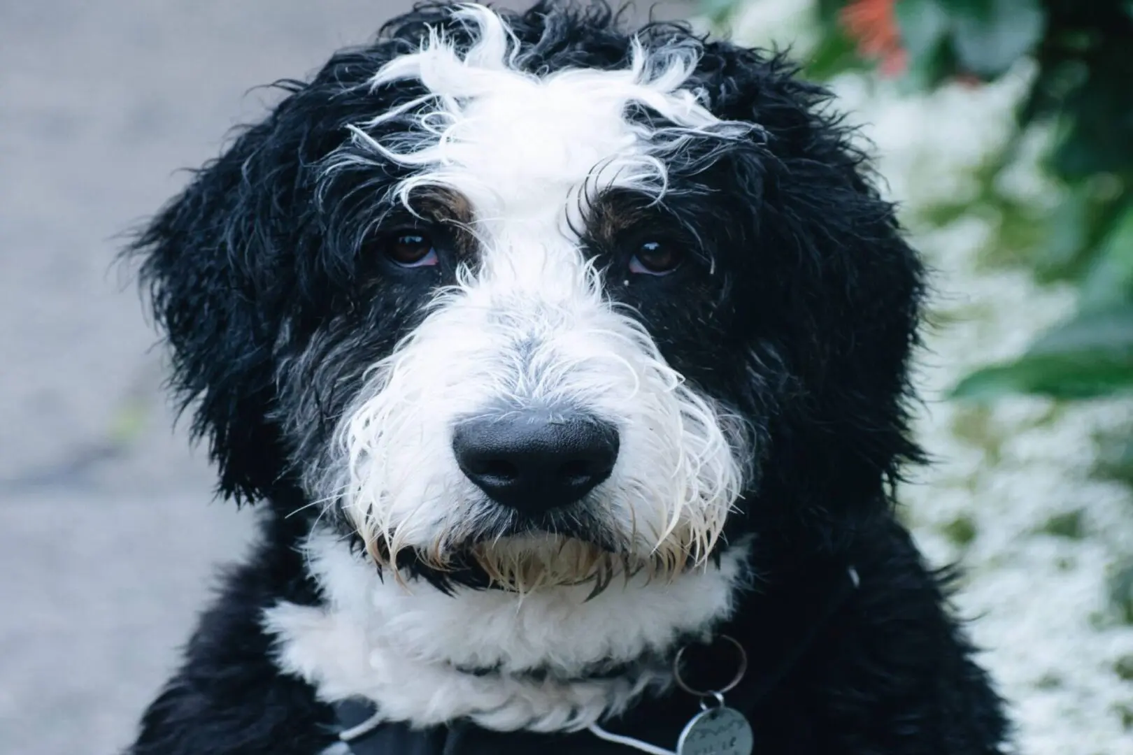 A black and white dog with a tag on its neck.