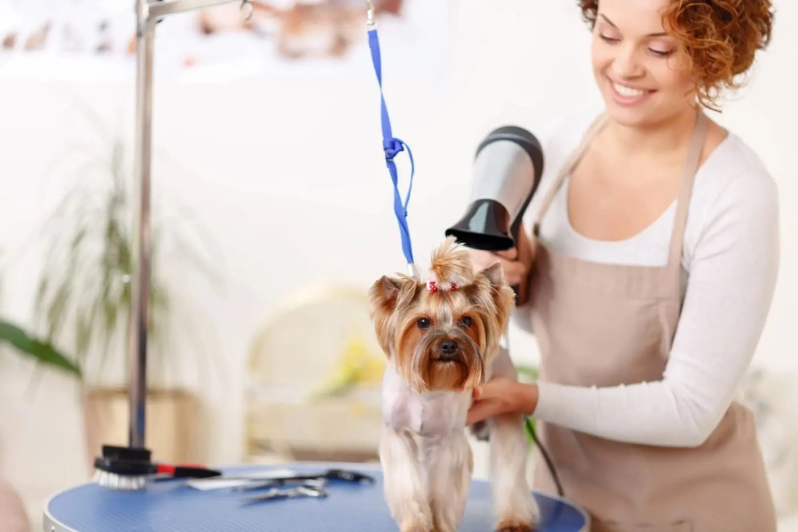 A woman is drying her dog 's hair with a blow dryer.
