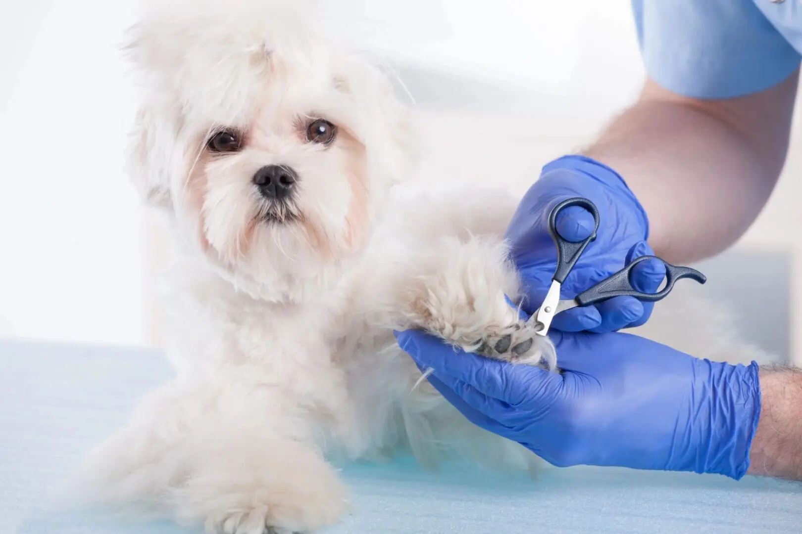 A white dog being groomed by someone in blue gloves.