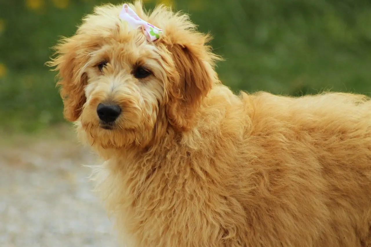 A close up of a dog with a bow on its head
