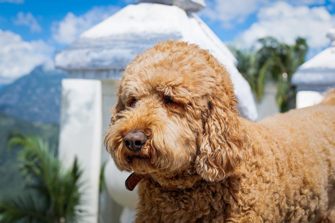 A brown dog standing in front of a fountain.