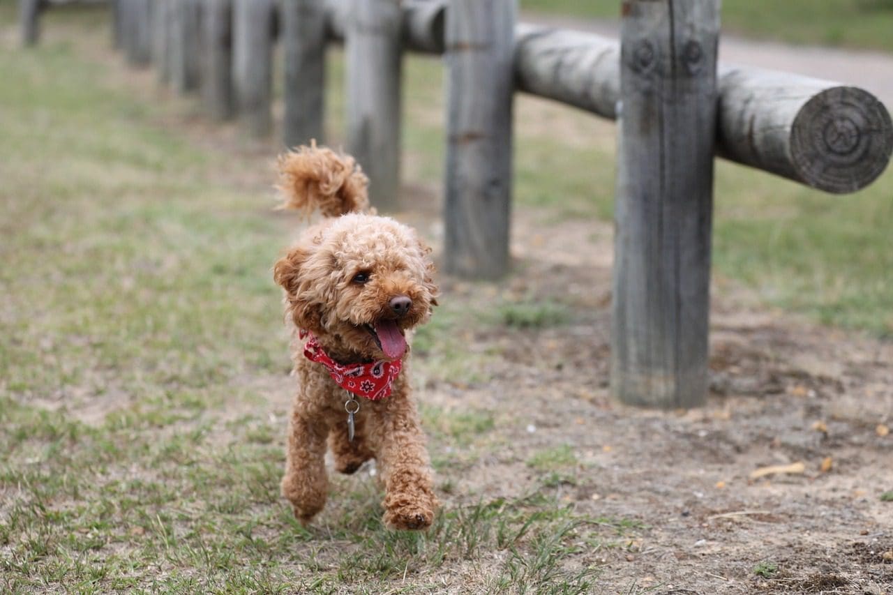 A dog is running in the grass near some poles.