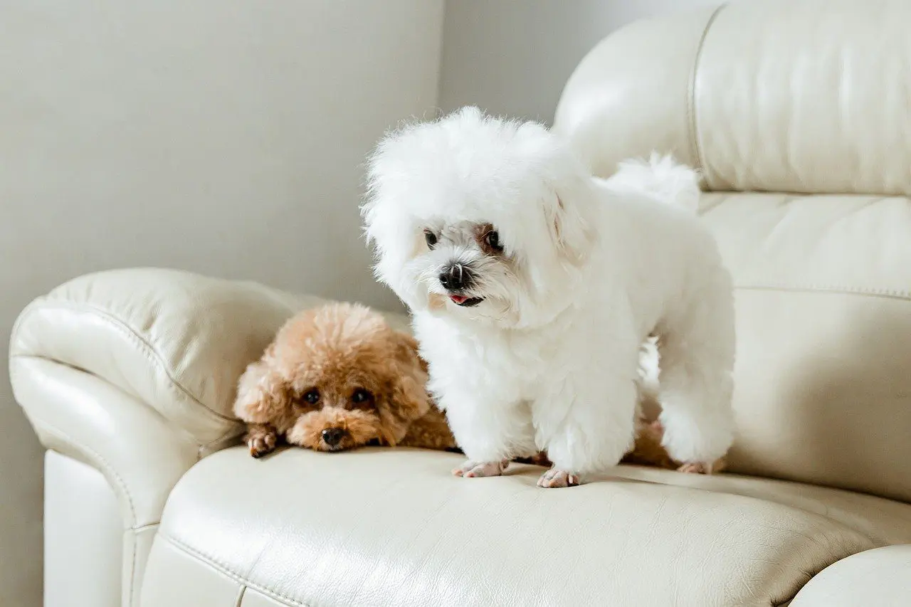 Two small dogs sitting on a couch