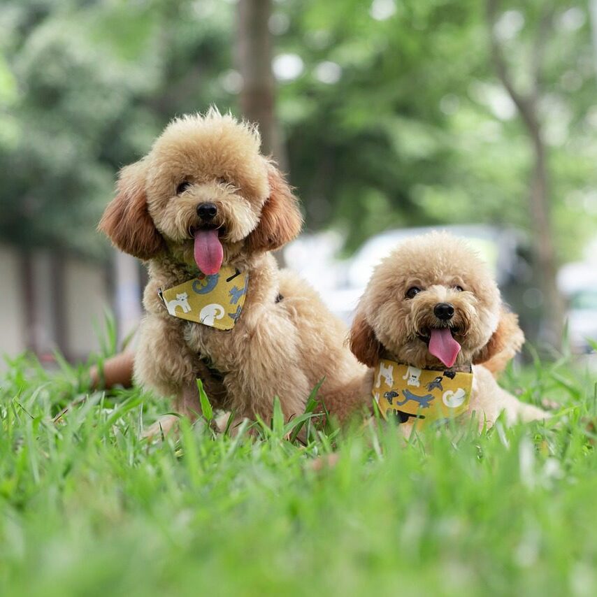 Two dogs sitting in the grass with a bandana around their neck.