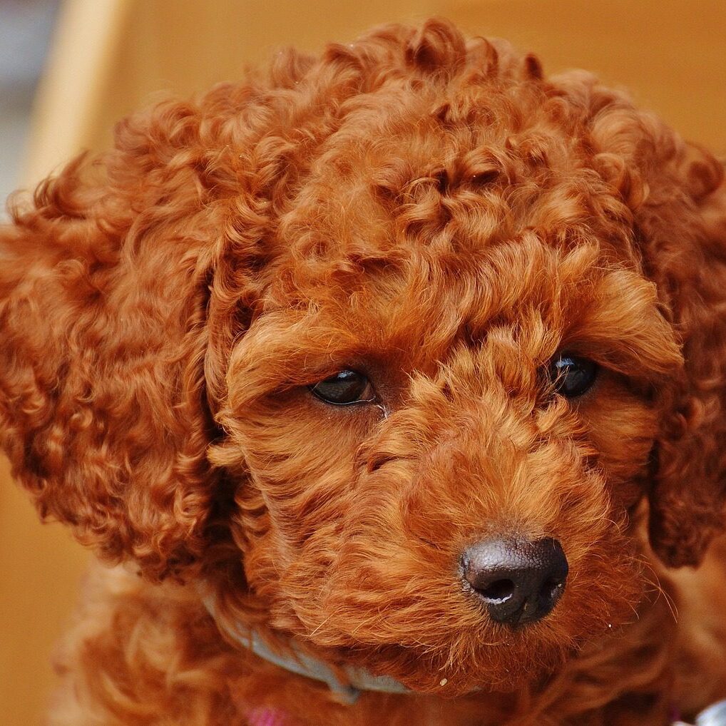A close up of a dog 's face with curly hair