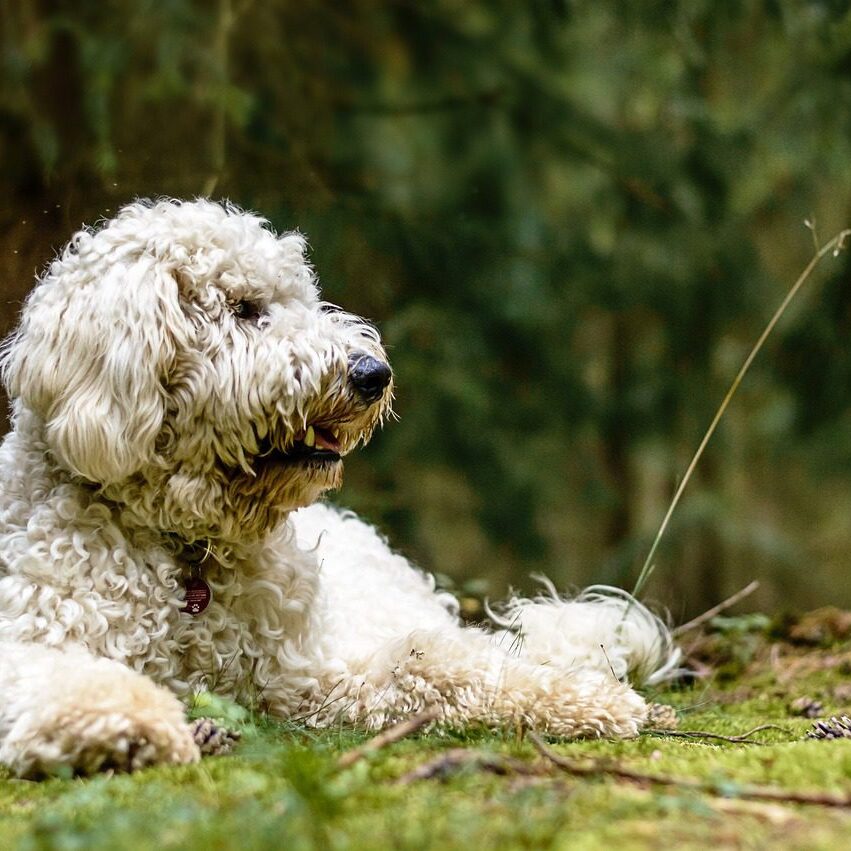 A white dog laying in the grass near some trees.